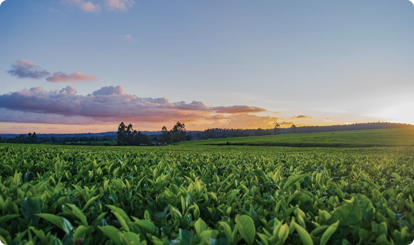 How Data Warehouse Modernization Enabled Smart Pricing for a National Agro Commodity Distributor in Uganda.