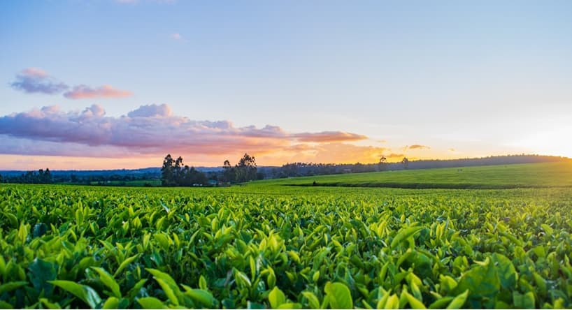 Leveraging API Integration and Automation in AgriTech to Power Market Linkages