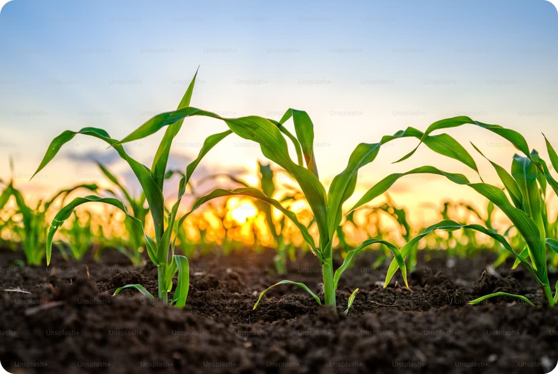 Leveraging API Integration and Automation in AgriTech..