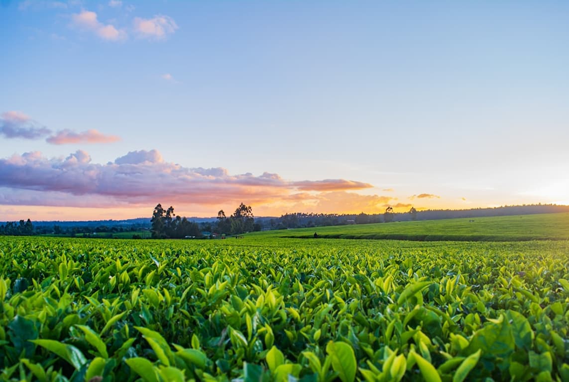 How Syngenta Uganda Modernized Its Data Warehouse to Power Smart Pricing