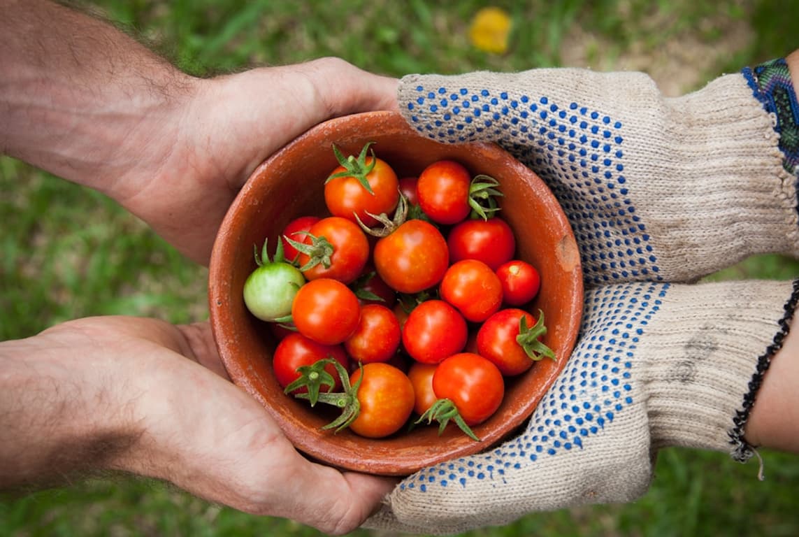 Leveraging API Integration and Automation in AgriTech..