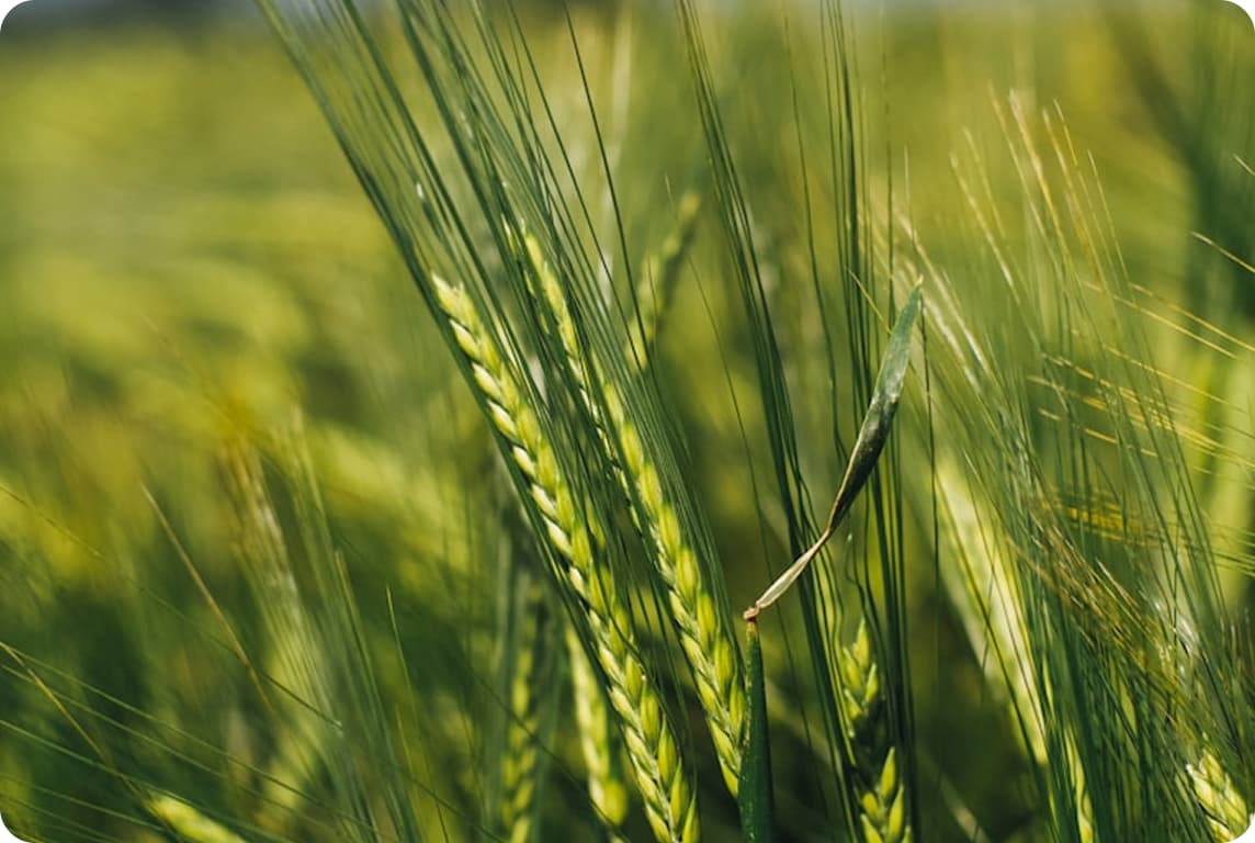 Leveraging API Integration and Automation in AgriTech..