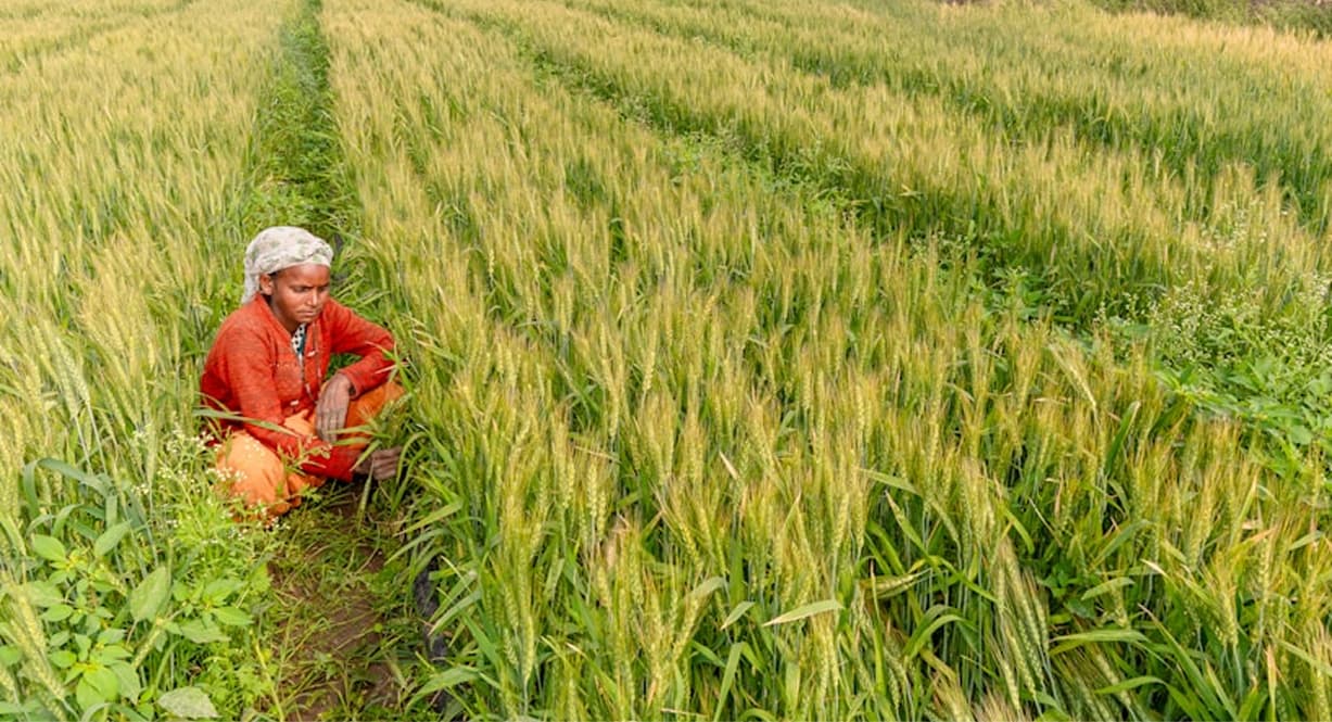 How AgriTech Achieved Revenue Optimization Through Business Intelligence